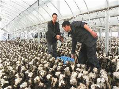 食用菌的遺傳、育種和栽培